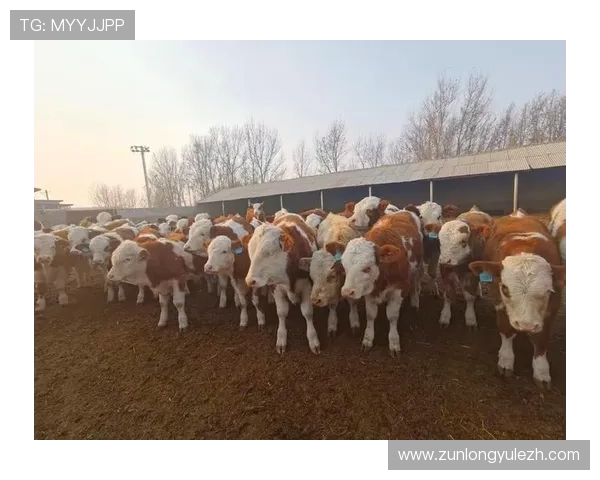 尊龙凯时平台免费版游戏攻略大全，提升你的游戏技巧与战斗力